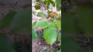 Persimmon Season
