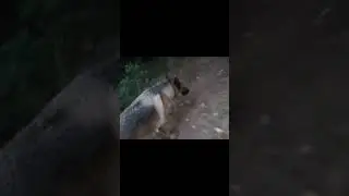 Впервые пошёл на прогулку без папы!