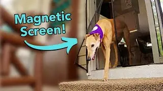 The BEST Screen Door for Dogs?!