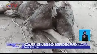 Viral! Warga Digegerkan Lahirnya Anak Sapi Berkepala 2 di Tuban, Jawa Timur 