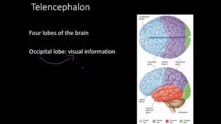 Telencephalon, Limbic system, and basal ganglia