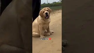 one month Vs 1 year transformation Labrador  