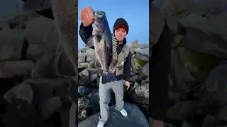 Little Pole BIG Fish (Episode 1) Black Rockfish #shorts