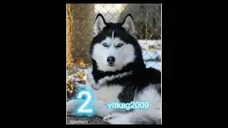 Какую бы породу вабрал ты??🤗🐾💕