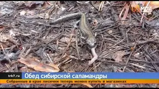 В нацпарке «Шушенский бор» заметили Сибирского углозуба, который поедал дождевого червя