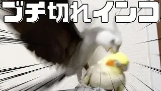 怒りの対象が次々移り変わるオカメインコ