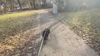 Dogs can read newspapers