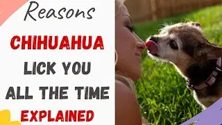 Why Does My Chihuahua Keep Licking Me/Why does Chihuahua lick me all the time (Explain with Reasons)
