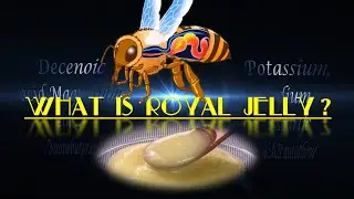 What is royal jelly?