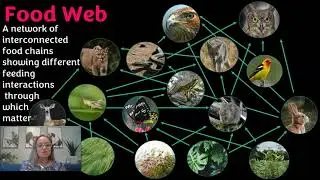 Food Chains, Food Webs, Trophic Levels