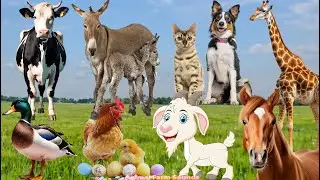 Lovely Animal Sounds: Dog, Cat, Cow, Goat, Horse, Giraffe, Donkey, Chicken - Animal Sounds