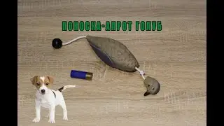 Поноска голуб