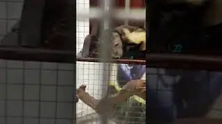 Животные в передвижном зоопарке Джуманджи в ТРЦ Арена