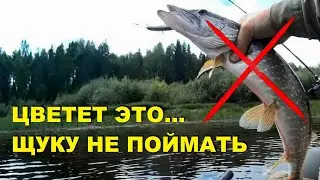 ЩУКА 100% НЕ ЛОВИТСЯ, когда это дерево цветет! ВСЁ о РЫБАЛКЕ на Щуку в  ИЮНЕ! SeMano TV