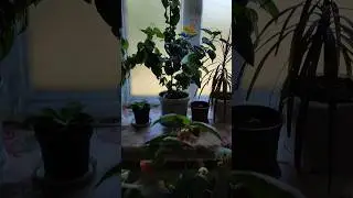 Комнатные цветы