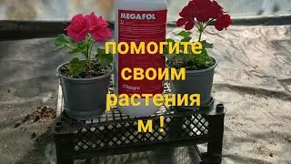 Не дайте погибнуть своим растениям!!МЕГАФОЛ!