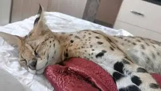 serval sleeps sweetly