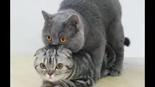 Кошка орет после вязки, почему?