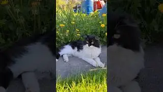 Котик Кузя от жары спасается в одуванчиках 