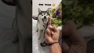 35 Days to One Year Siberian husky transformation 