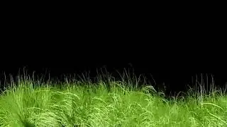 No Copyright Animated Grass Background Video HD | Free Download | Grass Video Black Screen