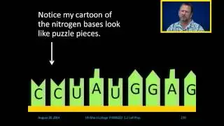 RNA and DNA