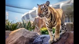 LSU Welcomes Mike VII