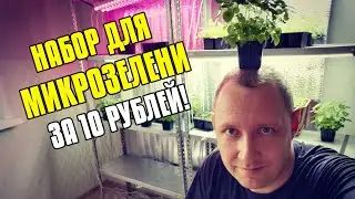 НАБОР ДЛЯ ВЫРАЩИВАНИЯ МИКРОЗЕЛЕНИ ЗА 10 РУБЛЕЙ - МИКРОЗЕЛЕНЬ ДОМА - МИКРОЗЕЛЕНЬ ГОРЧИЦА