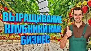 Выращивание клубники в домашних условиях круглый год. Сельскохозяйство. Фермерство.