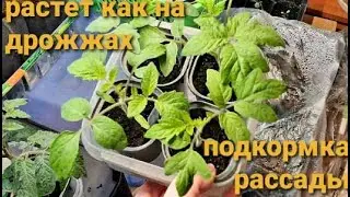 ПОДКОРМКА РАССАДЫ Когда начинать подкармливать и чем лучше. Мой опыт.