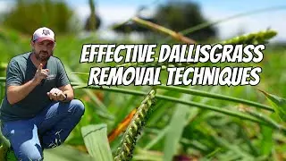 Effective Dallisgrass Removal Techniques