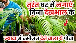 YE PLANT GHAR MEIN JARUR HONA CHAHIYE | ARECA PALM PLANT CARE | FERTILIZER | GARDENING | Daily Vlogs