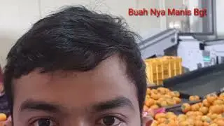 Buah Kam Korea,Kalo Di Indonesia KESEMEK .Buah nya Manis