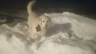 вечерняя прогулка с собакой