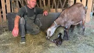 Два ЧП в одном хозяйстве! Хряк 