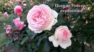 ✿➽ Цветут розы 🌺🌿сезон 2021🌺🌿 часть 5