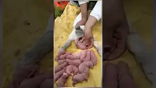 Rabbit cute baby #rabbit #reels #shortvideo #shorts