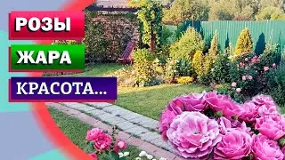 Розы сорта, ирис сибирский, декоративная жимолость.