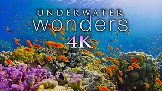 11 HOURS of 4K Underwater Wonders + Relaxing Music - Coral Reefs & Colorful Sea Life in UHD