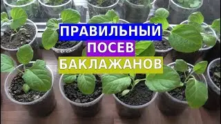 Правильный посев баклажанов. Мой личный опыт по выращиванию рассады баклажан