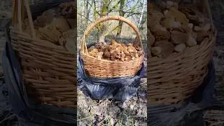 Грибов выше крыши. 