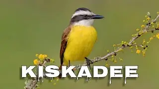 Great kiskadee call