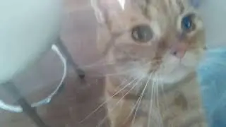 КОТ и НЕВИДИмая стена, немного ПЕРСИКА, 