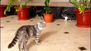 От владельцев с любовью. Кошка и котята находят новые счастливые дома