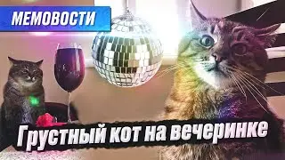 Кот Степан — символ грустных вечеринок \ Секрет грустного кота с бокалом из Тик Тока 