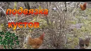 Подвязка кустов.