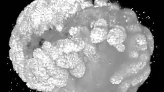 Appendage Morphogenesis in Crustacean Model Parhyale Hawaiensis