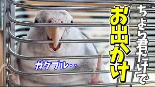 オカメインコのそら君、親鳥達から離れてハク兄ちゃんの家に初上陸【前編】