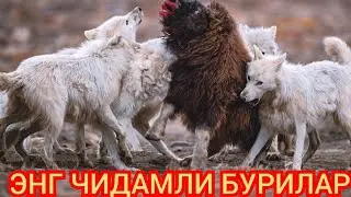 Мана Энг чидамли ва конхур бурилар Арктика бурилари 