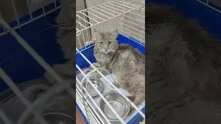 Навестила Капучино. Гиперласковому коту нужна семья.